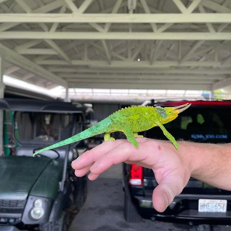 Апартаменты Haukea At Kona Joe Coffee Farm Kealakekua Экстерьер фото